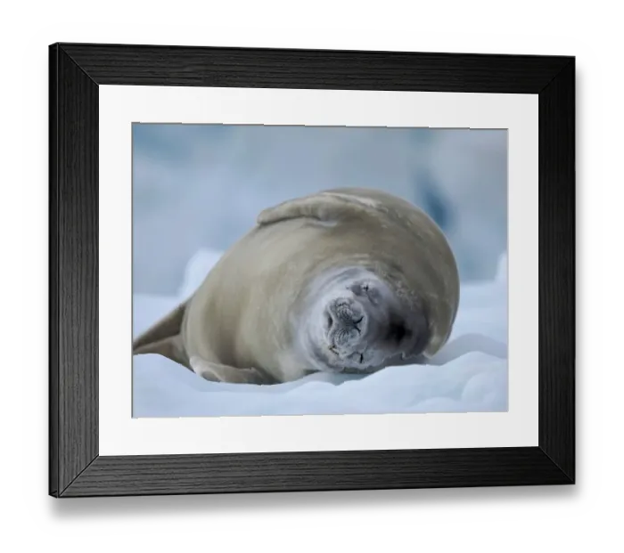 Framed Print : Crabeater Seal, resting on ice floe. Antarctica, Antarctic Peninsula, Detaille Island Framed Print : Crabeater Seal, resting on ice floe. Antarctica, Antarctic Peninsula, Detaille Island