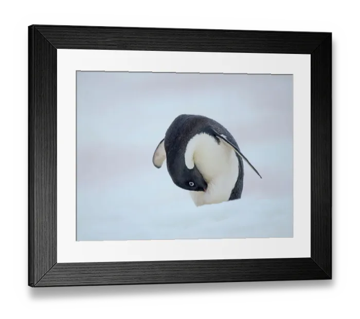 Framed Print : Adelie penguin, colored snow due to growth of ice algae. Antarctica, Antarctic Peninsula, Graham Land, Peterman Island Framed Print : Adelie penguin, colored snow due to growth of ice algae. Antarctica, Antarctic Peninsula, Graham Land, Peterman Island