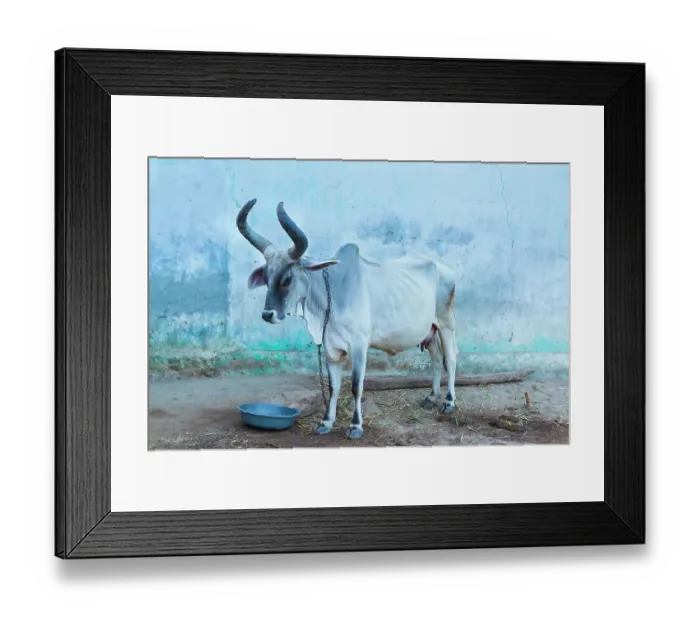 Framed Print : India. Kankrej Cattle Framed Print : India. Kankrej Cattle