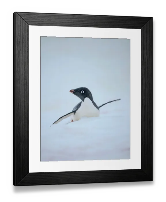 Framed Print : Adelie penguin, colored snow due to growth of ice algae. Antarctica, Antarctic Peninsula, Graham Land, Peterman Island