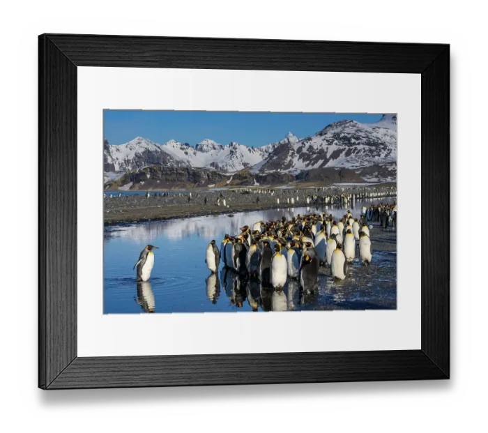 Framed Print : South Georgia Island. King penguin crosses creek and joins colony at Salisbury Plain