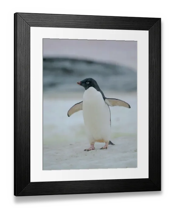Framed Print : Adelie penguin. Antarctica, Antarctic Peninsula, Graham Land, Peterman Island Framed Print : Adelie penguin. Antarctica, Antarctic Peninsula, Graham Land, Peterman Island