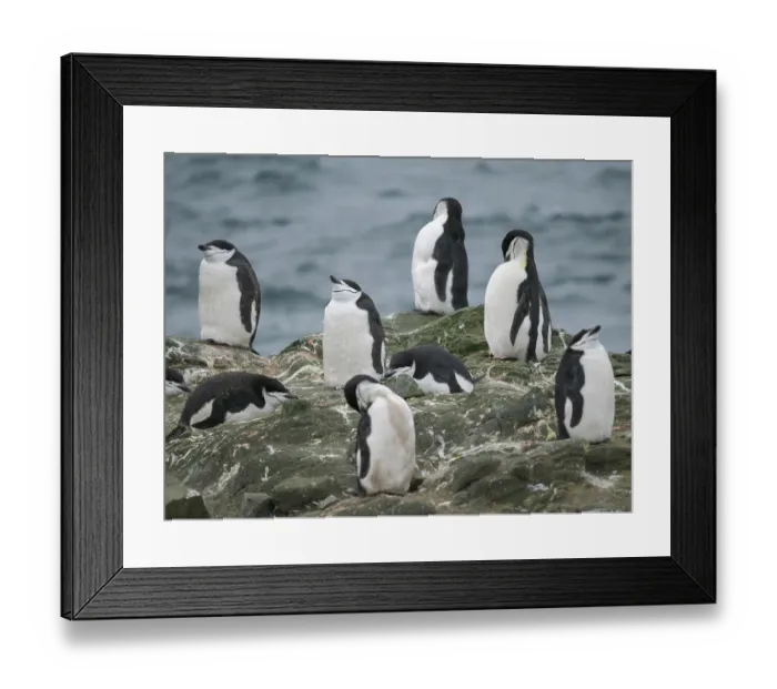 Framed Print : Colony on Barrientos island. Chinstrap penguin. Antarctica, South Shetland Islands Framed Print : Colony on Barrientos island. Chinstrap penguin. Antarctica, South Shetland Islands
