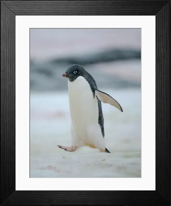 Framed Print : Adelie penguin. Antarctica, Antarctic Peninsula, Graham Land, Peterman Island Framed Print : Adelie penguin. Antarctica, Antarctic Peninsula, Graham Land, Peterman Island