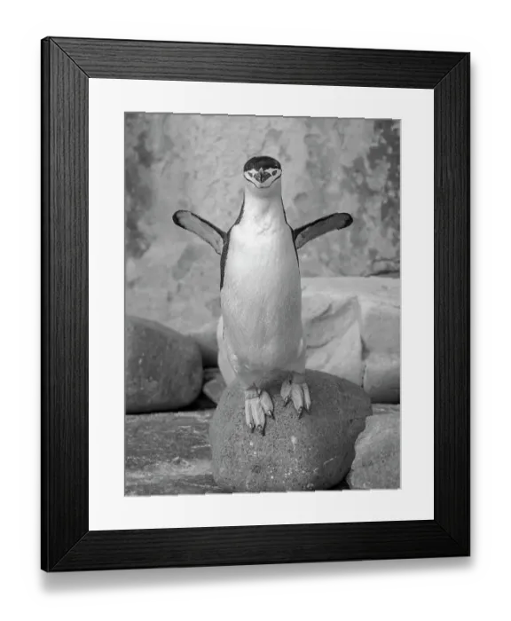 Framed Print : Chinstrap penguin. Antarctica, Palmer Archipelago, Hydrurga Rocks Framed Print : Chinstrap penguin. Antarctica, Palmer Archipelago, Hydrurga Rocks