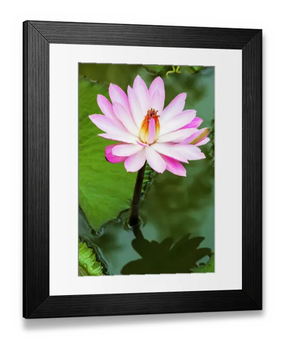 Framed Print : India, North Gujarat, Rann. Water lily. Genus nymphaea Framed Print : India, North Gujarat, Rann. Water lily. Genus nymphaea