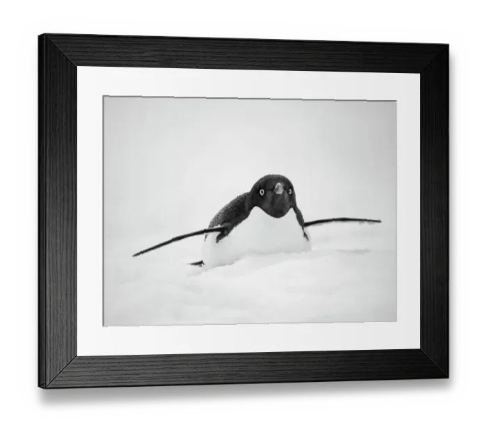 Framed Print : Adelie penguin. Antarctica, Antarctic Peninsula, Graham Land, Peterman Island Framed Print : Adelie penguin. Antarctica, Antarctic Peninsula, Graham Land, Peterman Island
