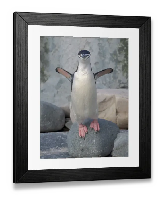 Framed Print : Chinstrap penguin. Antarctica, Palmer Archipelago, Hydrurga Rocks Framed Print : Chinstrap penguin. Antarctica, Palmer Archipelago, Hydrurga Rocks
