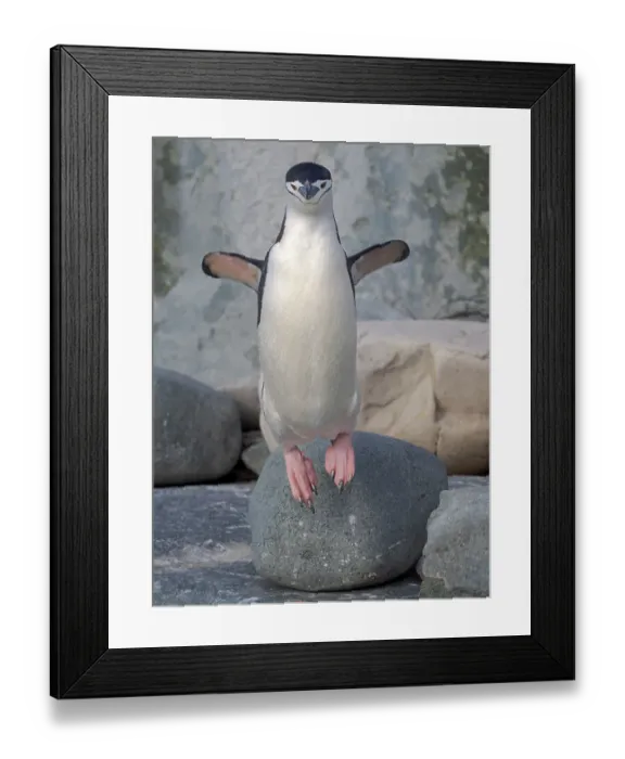 Framed Print : Chinstrap penguin. Antarctica, Palmer Archipelago, Hydrurga Rocks