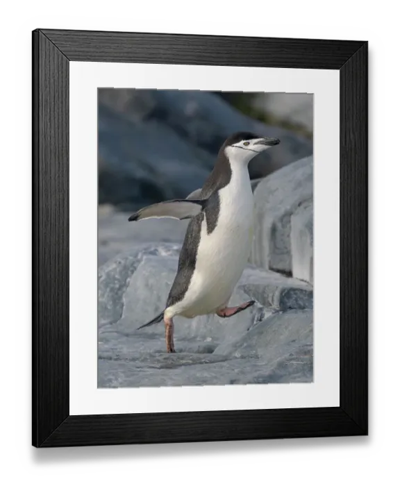 Framed Print : Chinstrap penguin. Antarctica, Palmer Archipelago, Hydrurga Rocks Framed Print : Chinstrap penguin. Antarctica, Palmer Archipelago, Hydrurga Rocks