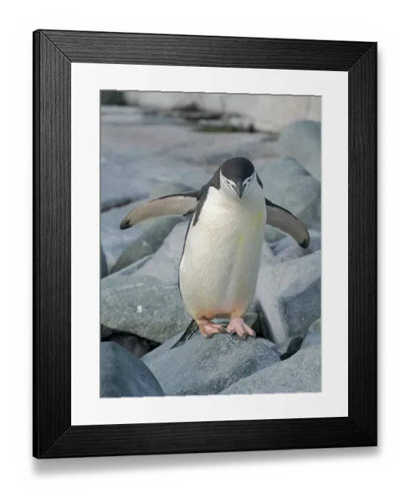Framed Print : Chinstrap penguin. Antarctica, Palmer Archipelago, Hydrurga Rocks Framed Print : Chinstrap penguin. Antarctica, Palmer Archipelago, Hydrurga Rocks