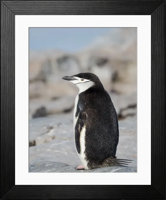 Framed Print : Chinstrap penguin. Antarctica, Palmer Archipelago, Hydrurga Rocks Framed Print : Chinstrap penguin. Antarctica, Palmer Archipelago, Hydrurga Rocks