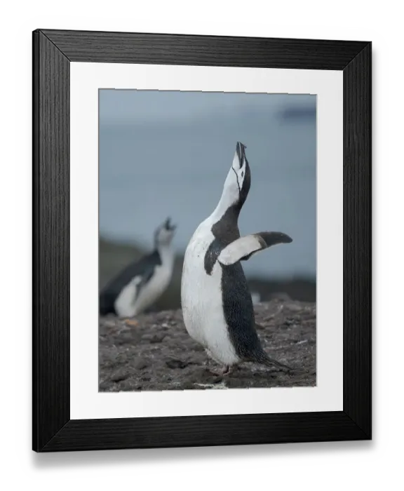Framed Print : Chinstrap penguin. Antarctica, South Shetland Islands, Barrientos Island Framed Print : Chinstrap penguin. Antarctica, South Shetland Islands, Barrientos Island
