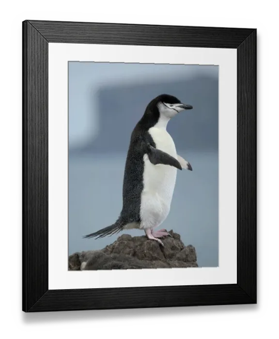 Framed Print : Chinstrap penguin. Antarctica, South Shetland Islands, Barrientos Island