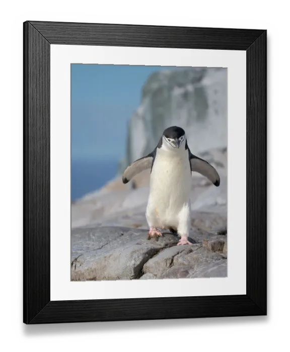 Framed Print : Chinstrap penguin. Antarctica, Palmer Archipelago, Hydrurga Rocks Framed Print : Chinstrap penguin. Antarctica, Palmer Archipelago, Hydrurga Rocks