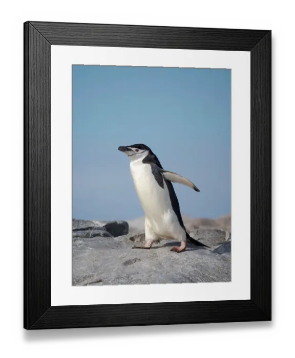 Framed Print : Chinstrap penguin. Antarctica, Palmer Archipelago, Hydrurga Rocks Framed Print : Chinstrap penguin. Antarctica, Palmer Archipelago, Hydrurga Rocks