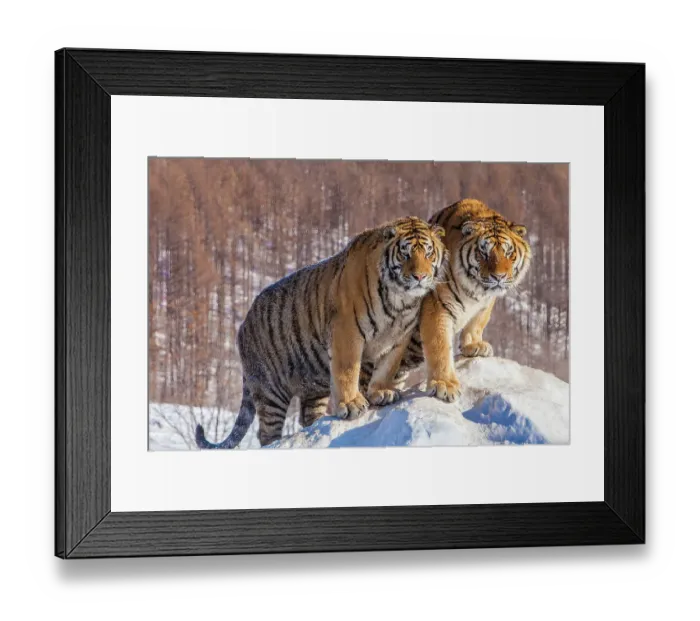 Framed Print : China. Captive Siberian tigers close-up. ©Jim Zuckerman / Jaynes Gallery / DanitaDelimont.com Framed Print : China. Captive Siberian tigers close-up. ©Jim Zuckerman / Jaynes Gallery / DanitaDelimont.com