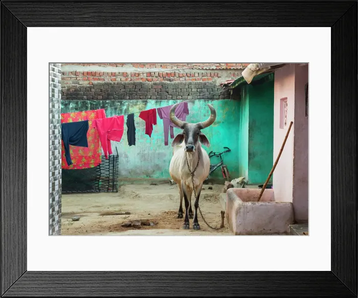 Framed Print : India, North Gujarat, Rann. Kankrej Taluka. Kankrej Cattle Framed Print : India, North Gujarat, Rann. Kankrej Taluka. Kankrej Cattle
