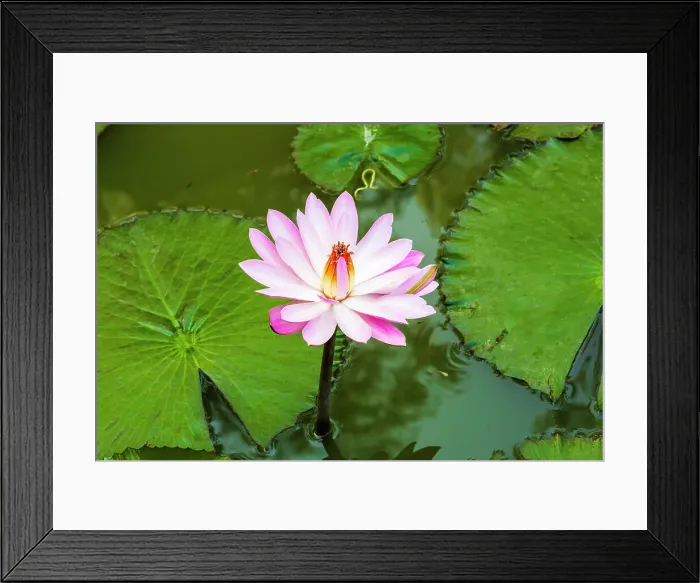 Framed Print : India. Water lily. Genus nymphaea Framed Print : India. Water lily. Genus nymphaea