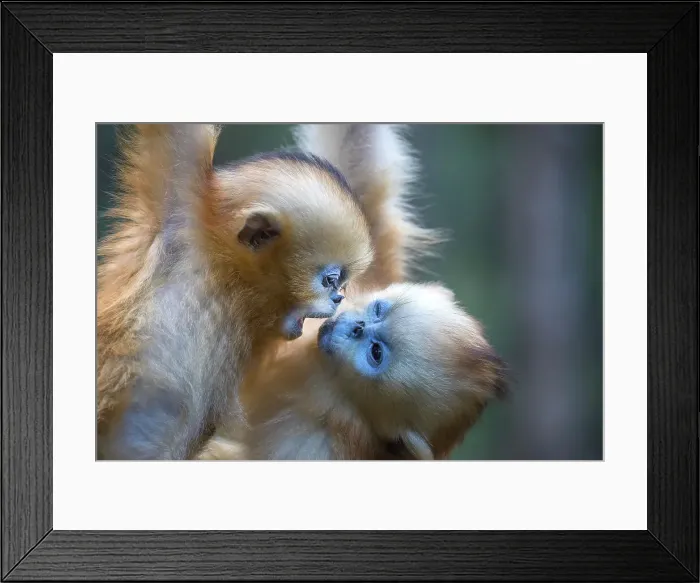 Framed Print : China. Wild snub-nosed monkey babies playing. ©Jim Zuckerman  /  Jaynes Gallery  /  DanitaDelimont.com