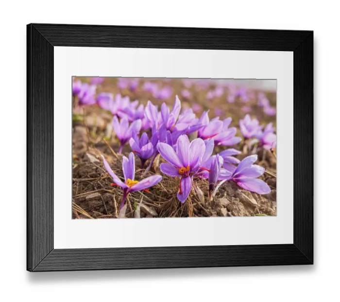 Framed Print : Chanda Haro, Pampore, Jammu and Kashmir, India