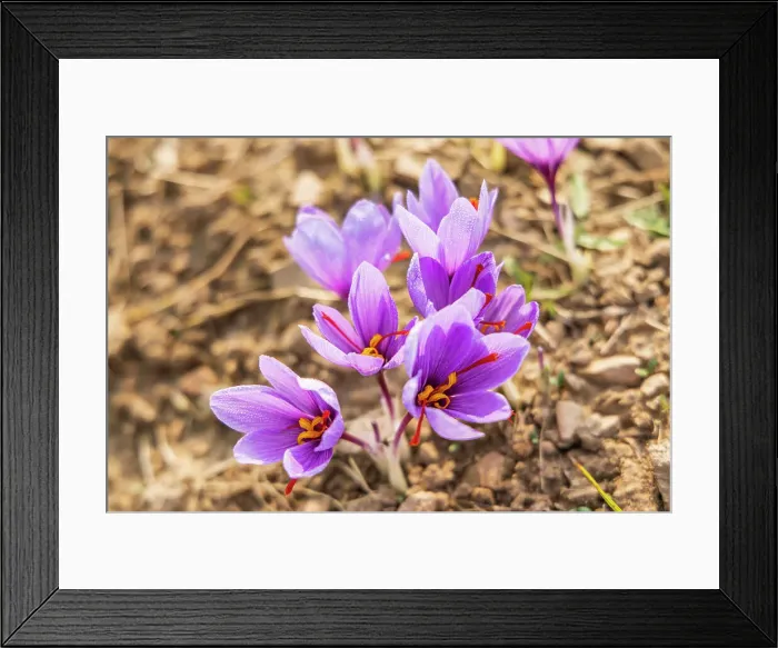 Framed Print : Chanda Haro, Pampore, Jammu and Kashmir, India