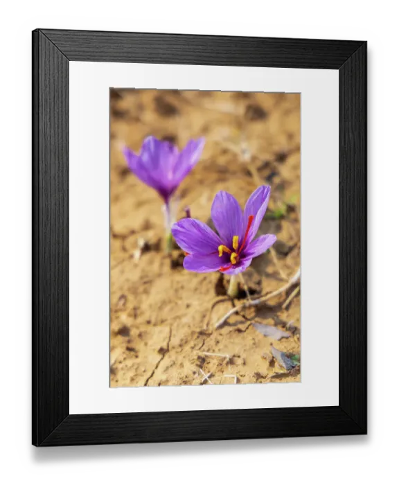 Framed Print : Chanda Haro, Pampore, Jammu and Kashmir, India Framed Print : Chanda Haro, Pampore, Jammu and Kashmir, India