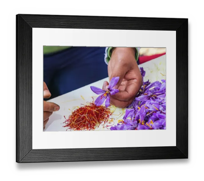 Framed Print : Chanda Haro, Pampore, Jammu and Kashmir, India. Pistils from saffron crocus flowers in Jammu and Kashmir Framed Print : Chanda Haro, Pampore, Jammu and Kashmir, India. Pistils from saffron crocus flowers in Jammu and Kashmir