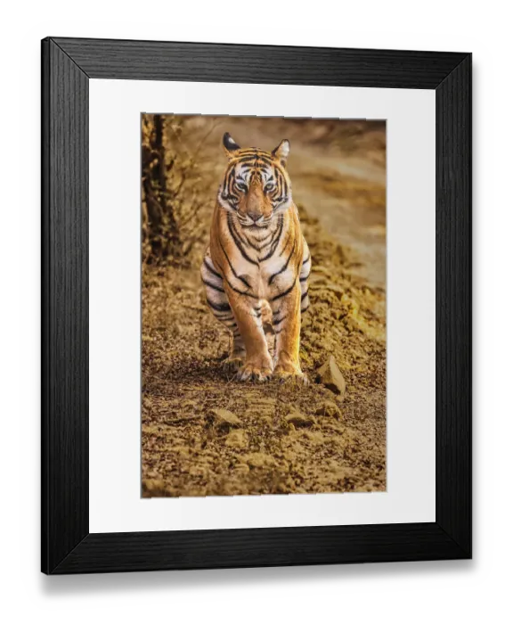 Framed Print : Tiger, Ranthambhore Tiger Refuge Framed Print : Tiger, Ranthambhore Tiger Refuge