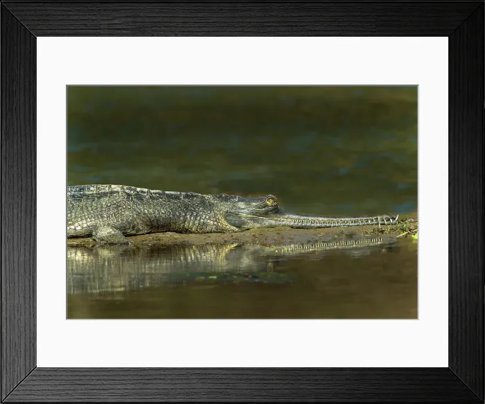 Framed Print : Nepal, Chitwan National Park. Close-up of gharial crocodile on river outcrop. ©Jim Zuckerman / Jaynes Gallery / DanitaDelimont.com Framed Print : Nepal, Chitwan National Park. Close-up of gharial crocodile on river outcrop. ©Jim Zuckerman / Jaynes Gallery / DanitaDelimont.com