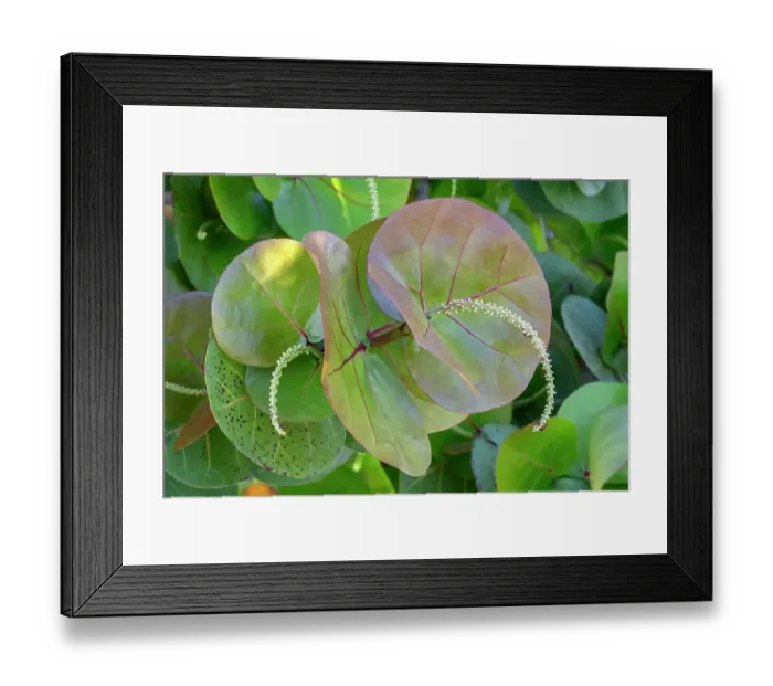 Framed Print : Flowering sea grape Framed Print : Flowering sea grape
