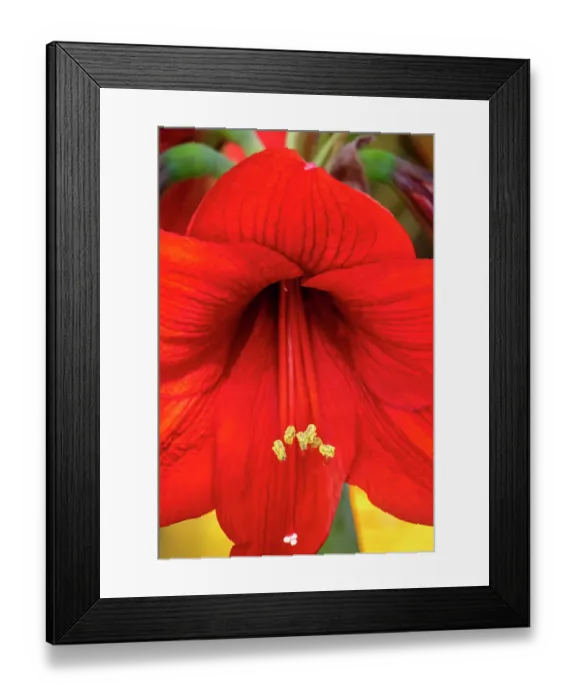Framed Print : Red amaryllis Framed Print : Red amaryllis