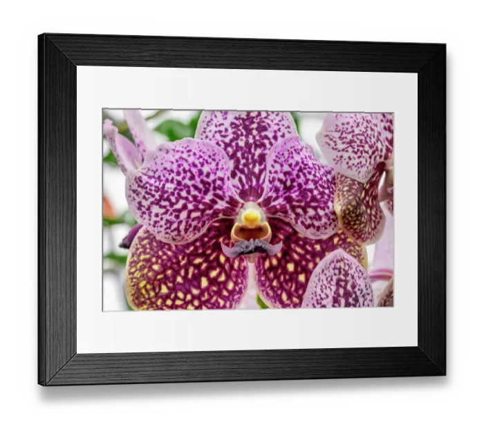 Framed Print : Speckled moth orchid Framed Print : Speckled moth orchid