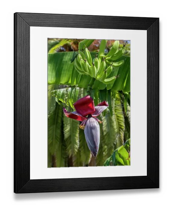 Framed Print : Banana tree flower and fruit