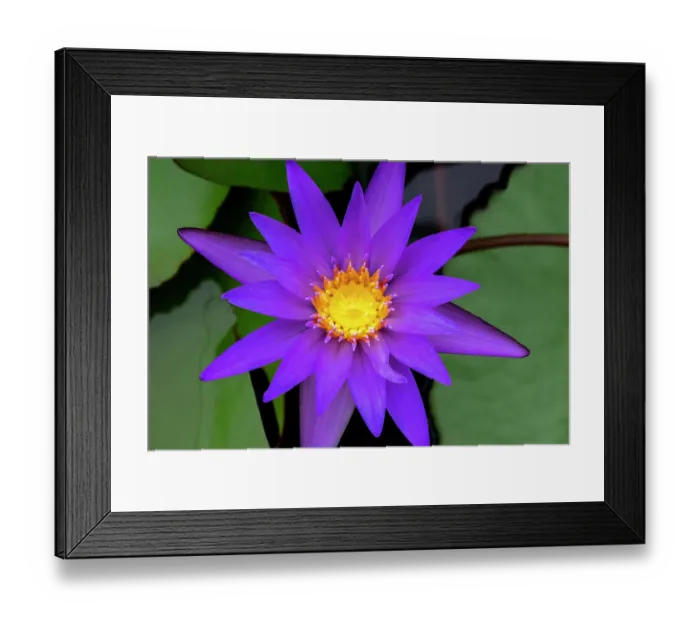 Framed Print : Blue tropical water lily Framed Print : Blue tropical water lily