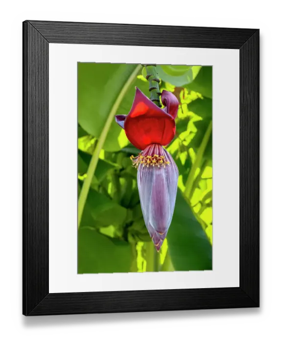 Framed Print : Banana tree flower