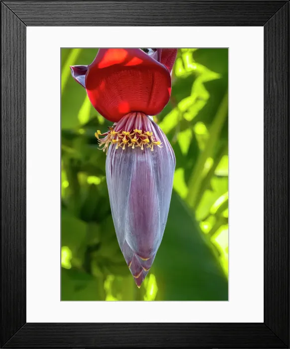 Framed Print : Banana tree flower Framed Print : Banana tree flower
