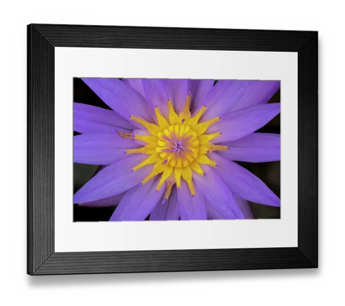 Framed Print : Blue tropical water lily Framed Print : Blue tropical water lily