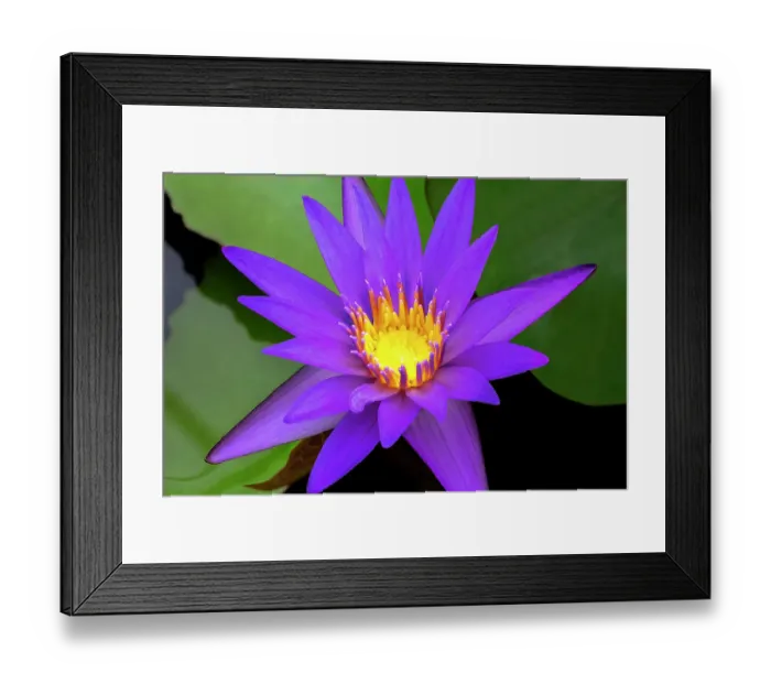 Framed Print : Blue tropical water lily Framed Print : Blue tropical water lily