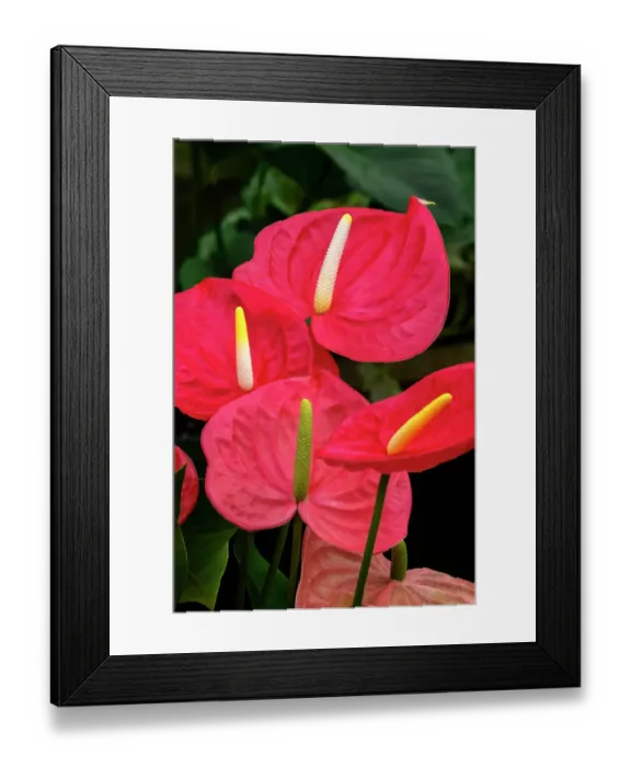 Framed Print : Anthurium
