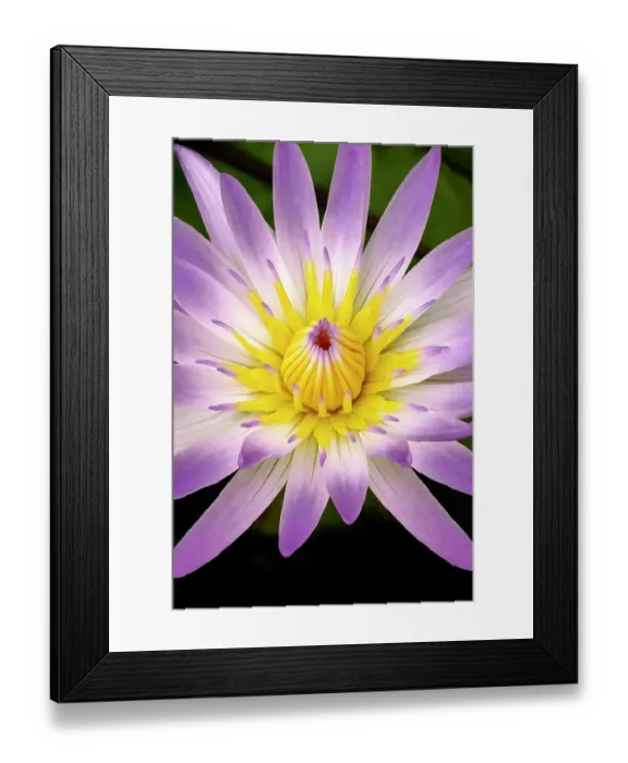 Framed Print : Madame Ganna Walska water lily Framed Print : Madame Ganna Walska water lily