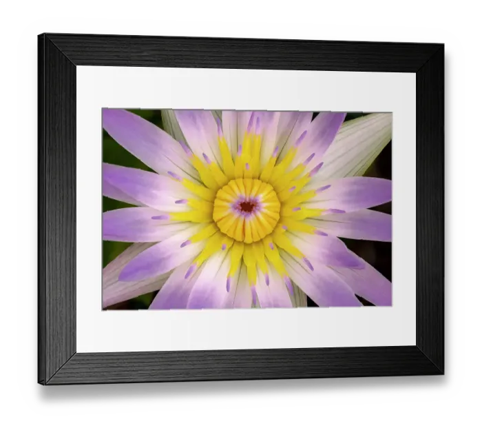 Framed Print : Madame Ganna Walska water lily Framed Print : Madame Ganna Walska water lily
