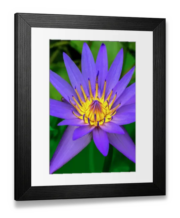 Framed Print : Blue tropical water lily Framed Print : Blue tropical water lily
