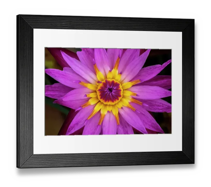 Framed Print : Pink and yellow water lily