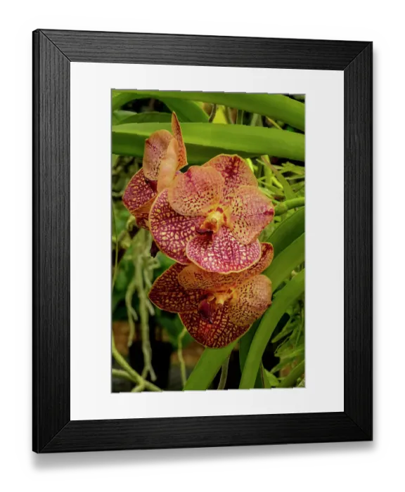 Framed Print : Speckled vanda orchid Framed Print : Speckled vanda orchid