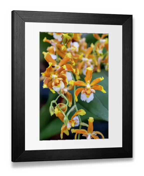 Framed Print : Hilo firecracker, lucky strike orchid Framed Print : Hilo firecracker, lucky strike orchid