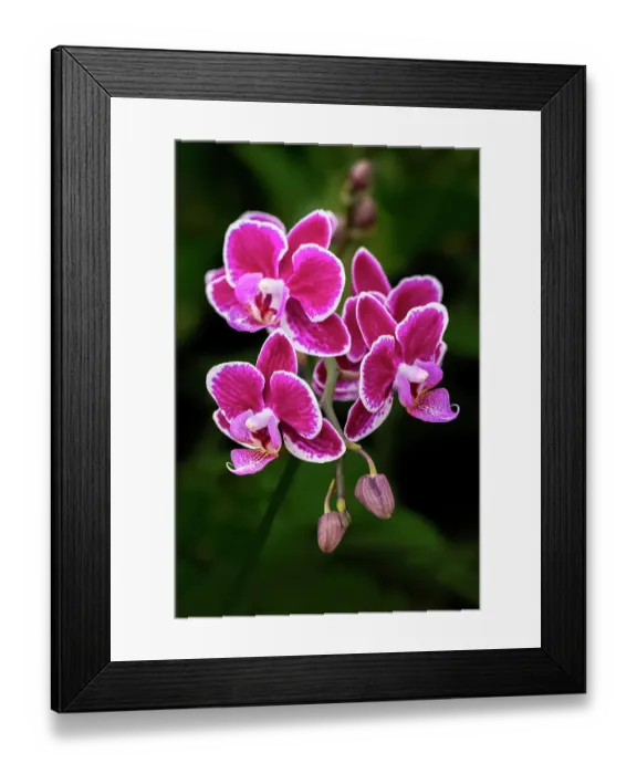 Framed Print : Magenta moth orchid