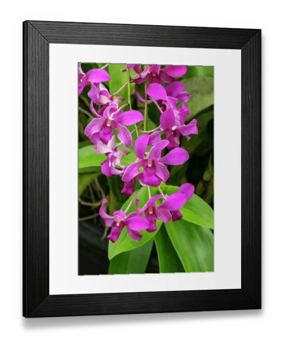 Framed Print : Pink dendrobium orchid Framed Print : Pink dendrobium orchid