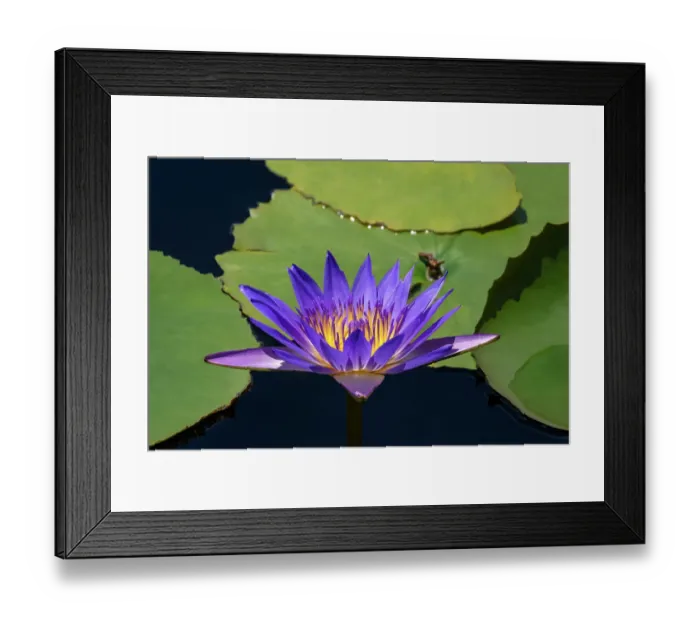 Framed Print : Blue tropical water lily