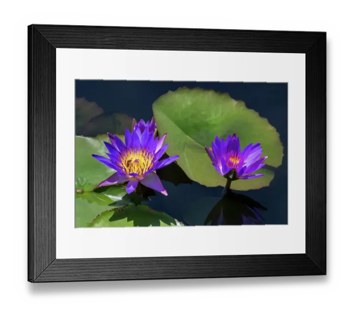 Framed Print : Blue tropical water lily Framed Print : Blue tropical water lily